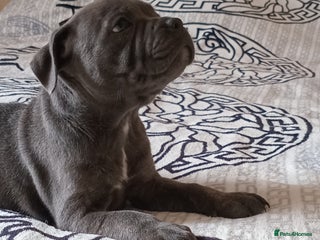 Staffordshire Bull Terrier dogs - Advert 5