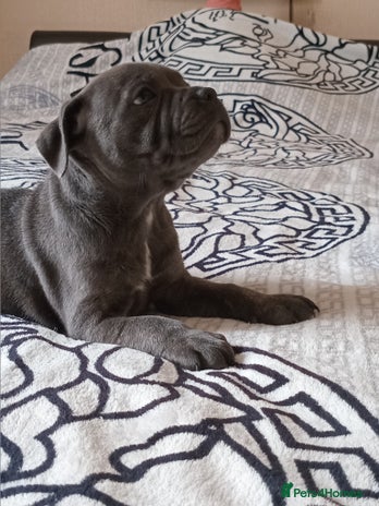 Staffordshire Bull Terrier dogs - Advert 3