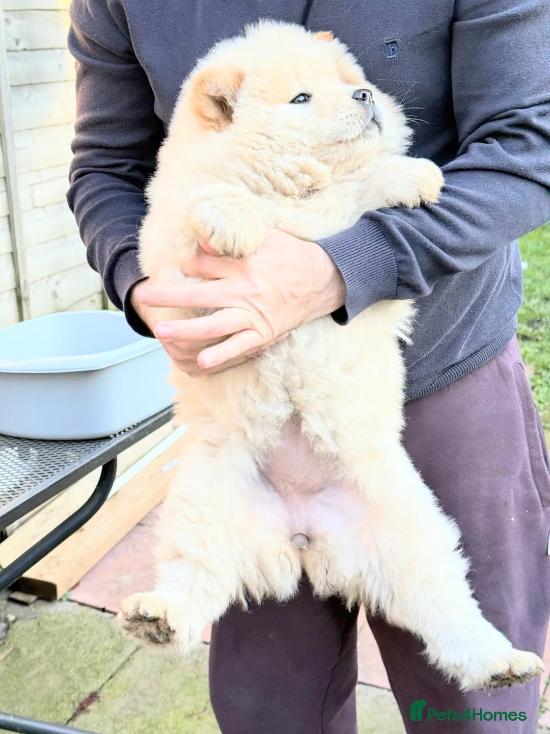 Chow Chow dogs for sale: Chow chow  - Advert 1