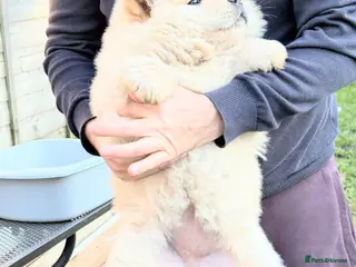 Chow Chow dogs Chow chow - Advert 15