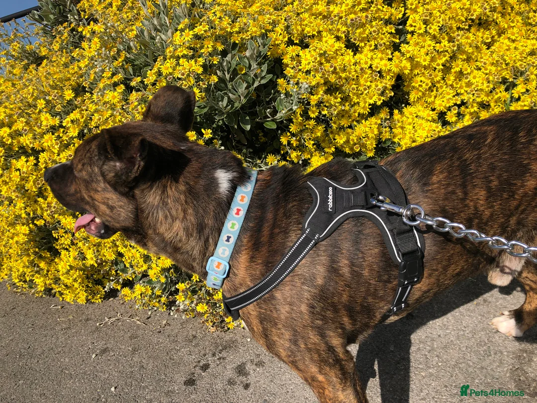 Mixed Breed dogs for sale: Male Akita staffy called sully - Advert 5