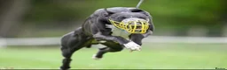 Whippet dogs for sale: KC REGISTERED WHIPPET PUPPIES – READY 31ST AUGUST - Advert 26