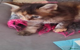 Maine Coon cats for sale: Fully health tested and Tica registered  in Great Missenden - Image 20