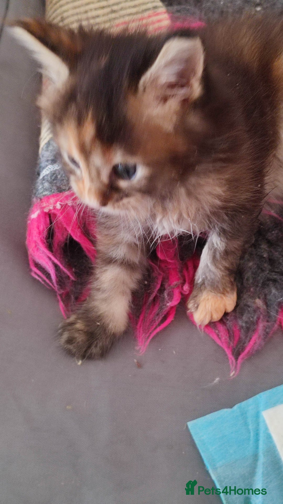 Maine Coon cats for sale: Fully health tested and Tica registered  in Great Missenden - Image 20