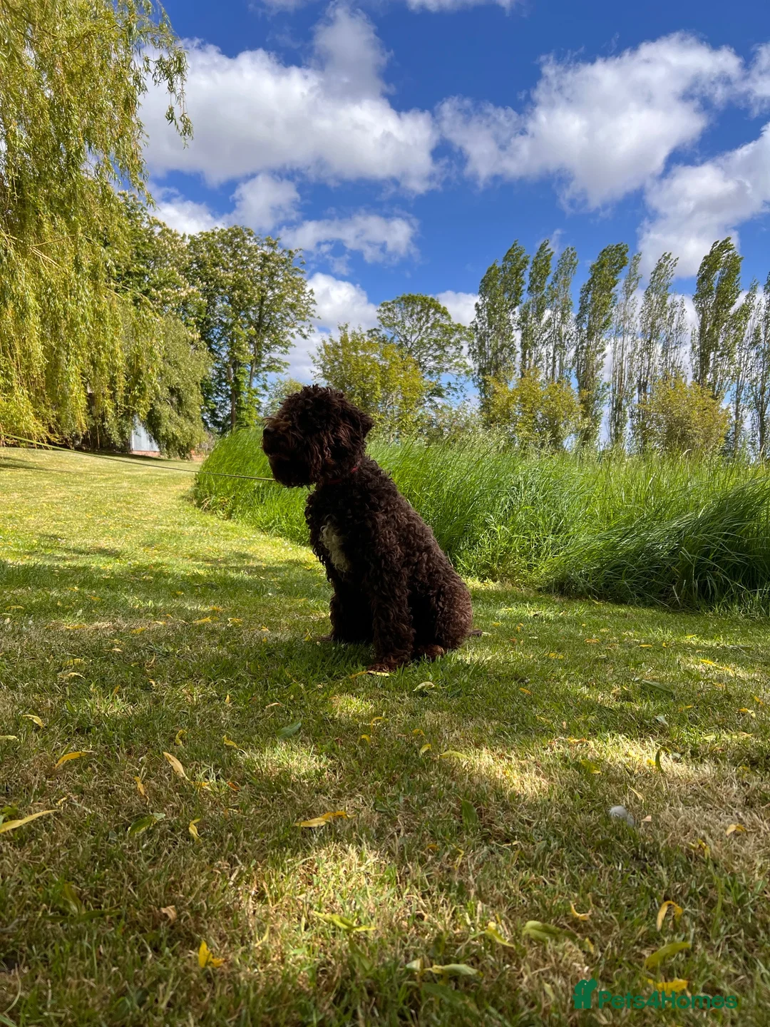Lagotto Romagnolo dogs for sale: 9 month old Lagotto looking for his forever home - Advert 2
