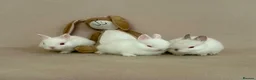 Netherland Dwarf rabbits for sale: 🐇 Netherland Dwarf Babies 🐇 - Advert 6