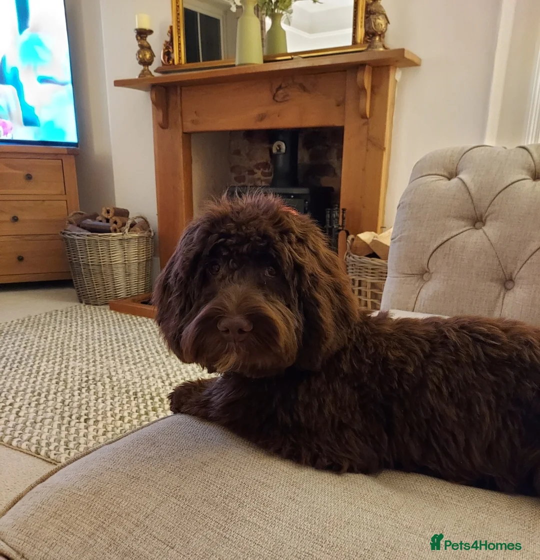 Cockapoo dogs for sale: Beautiful Chocolate Cockapoo Girl  - Advert 3