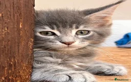 Maine Coon cats for sale: Xl Stunning Maine coon kittens  - Image 17