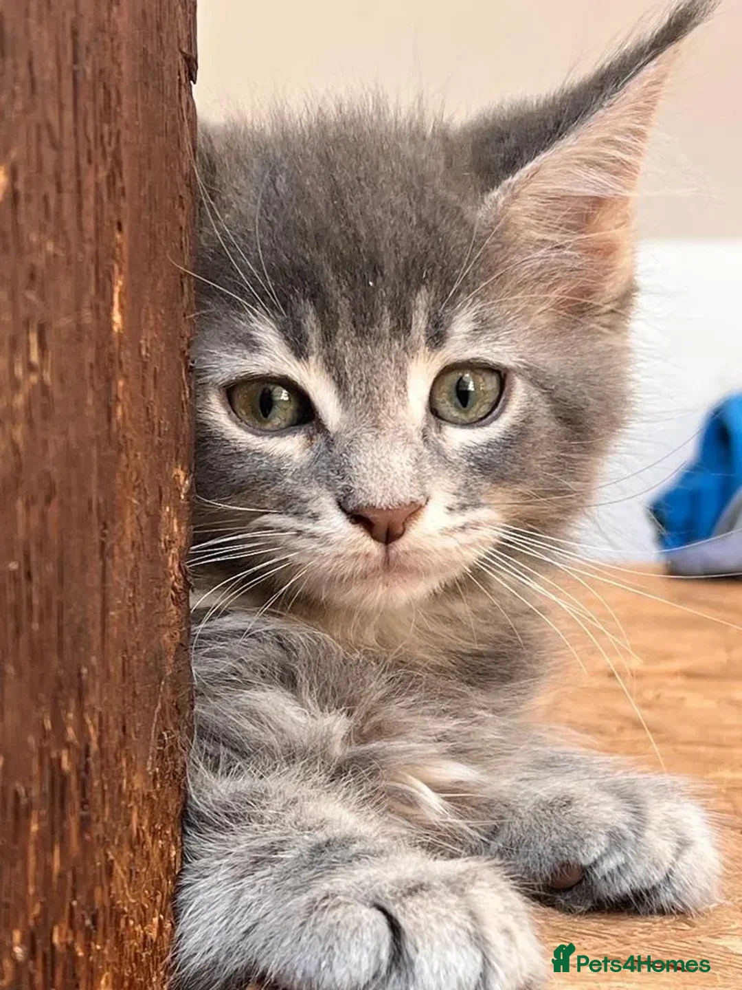 Maine Coon cats for sale: Xl Stunning Maine coon kittens  - Image 17