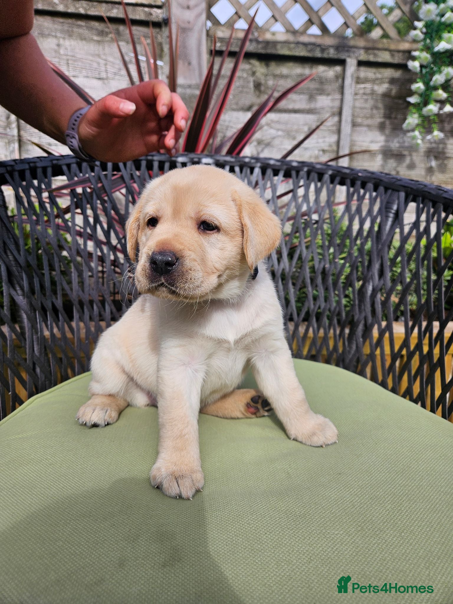 Labrador Retriever dogs Golden Labrador Puppies - Advert 1