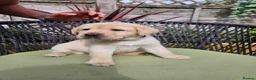 Labrador Retriever dogs for sale: Golden Labrador Puppies - Advert 1