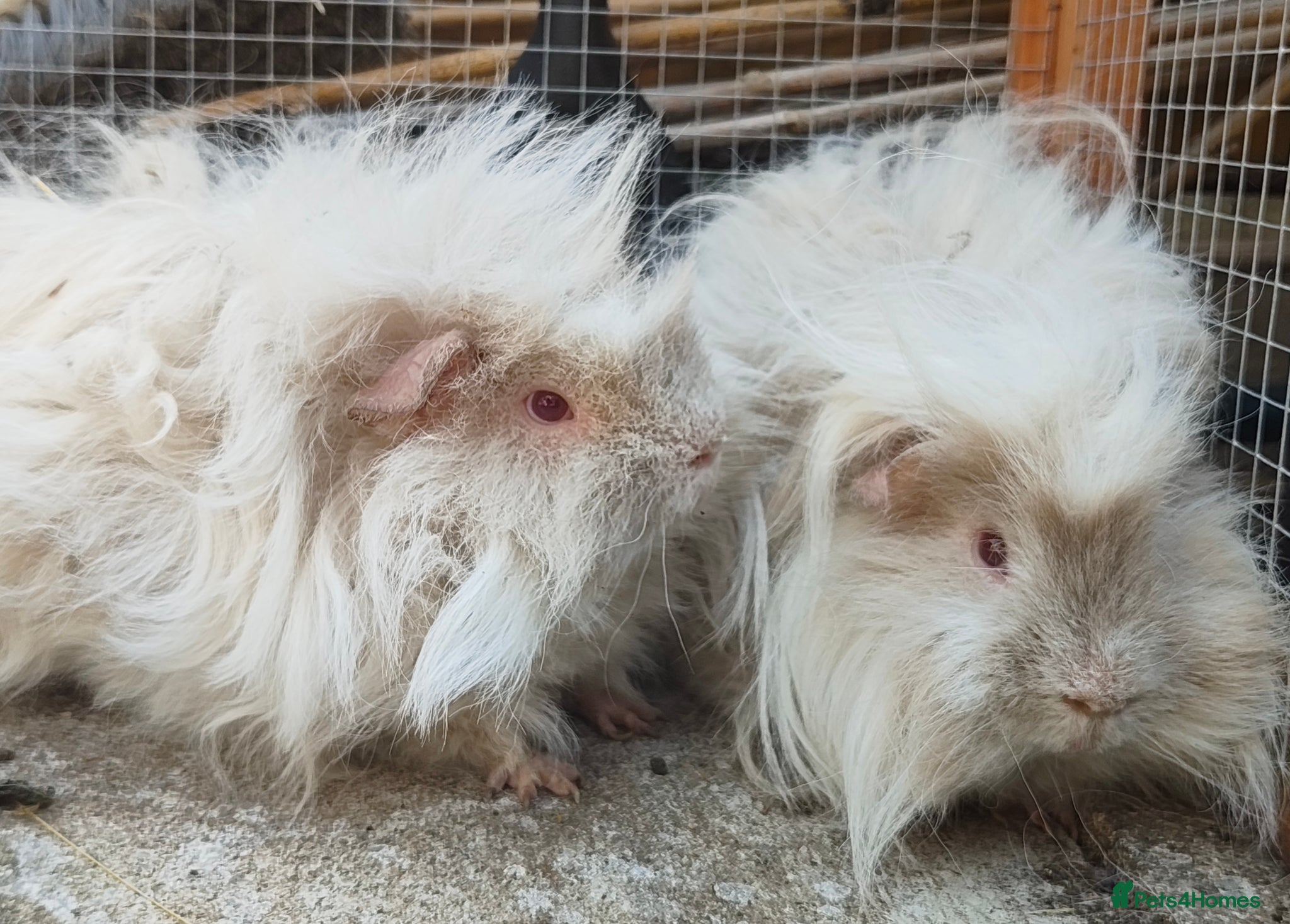 Guinea Pig rodents 2 boars looking for a home together.  - Advert 2