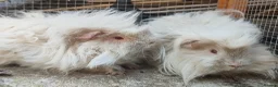 Guinea Pig rodents for sale: 2 boars looking for a home together.  - Advert 2