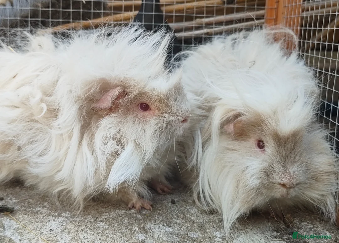 Guinea Pig rodents for sale: 2 boars looking for a home together.  - Advert 2