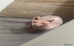 Sphynx cats for sale: Sphinx couple for sale - Image 2