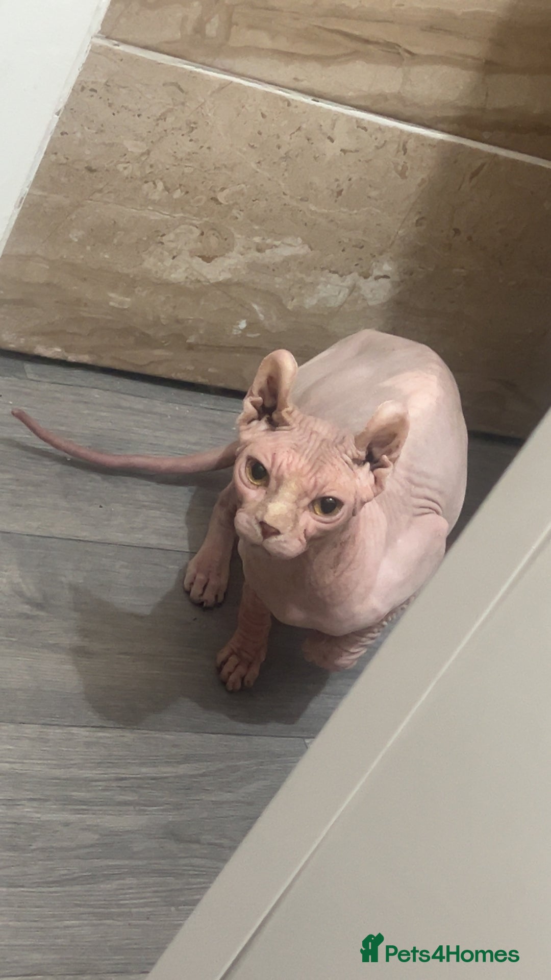 Sphynx cats for sale: Sphinx couple for sale - Image 2