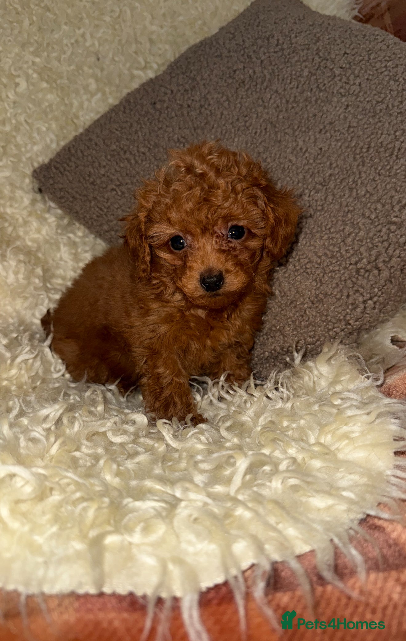 Toy Poodle dogs ❤️❤️Deep Red Petite KC Toy Poodles❤️❤️ - Advert 12