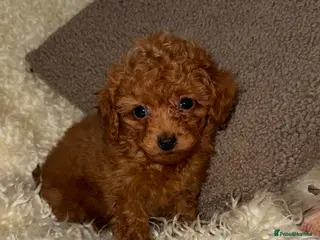 Toy Poodle dogs ❤️❤️Deep Red Petite KC Toy Poodles❤️❤️ - Advert 12