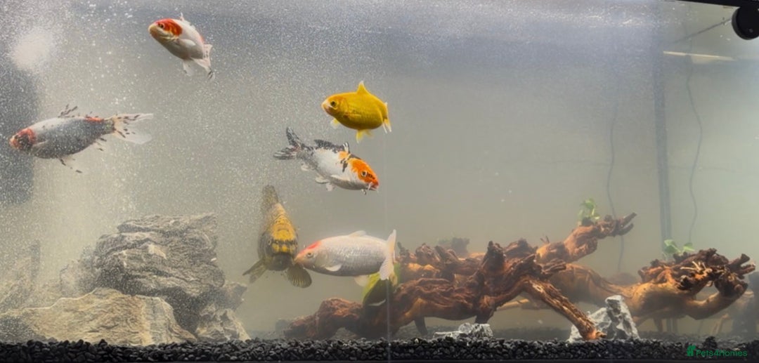 Koi Carp fish for sale: Koi carp & shubunkin - Advert 1