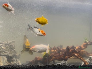 Koi Carp fish Koi carp & shubunkin - Advert 1