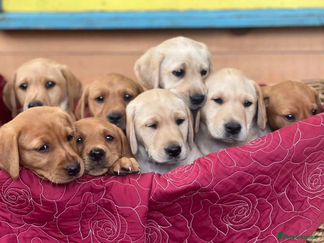 Labrador Retriever dogs for sale: KC Reg Labrador pups Working Traditional Chunky - Advert 1