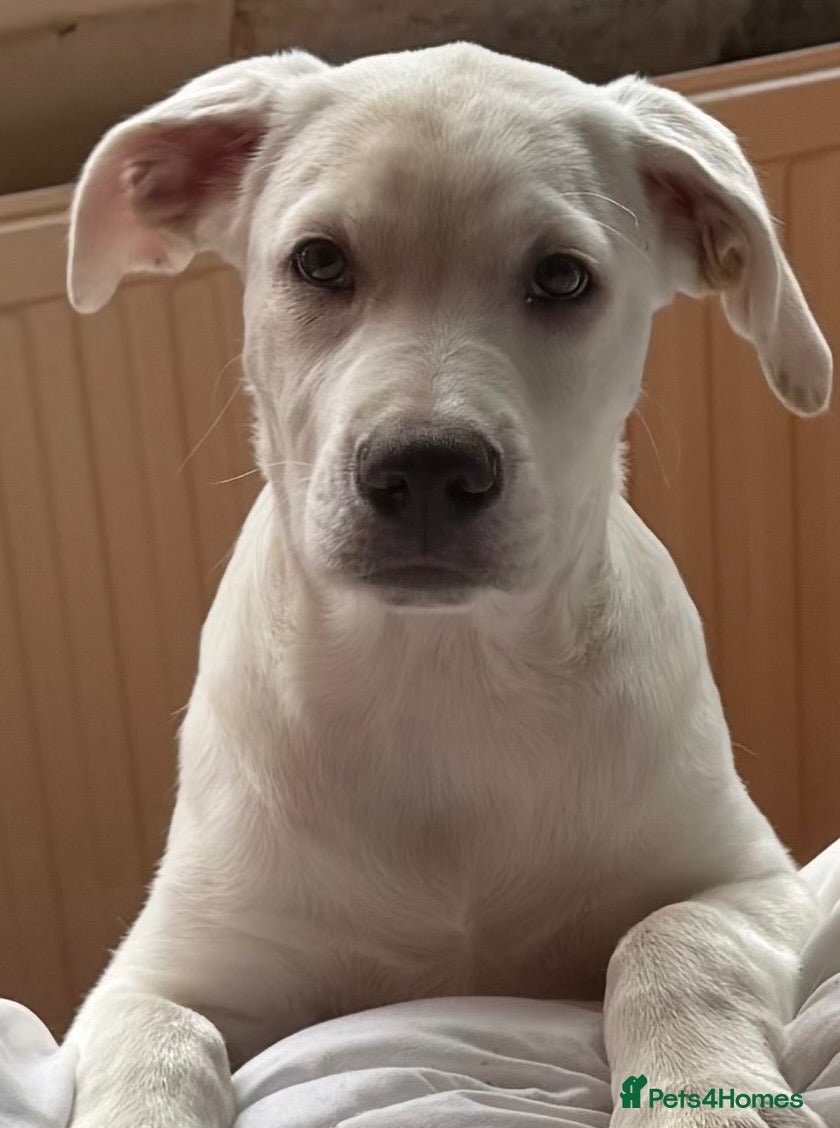 Mixed Breed dogs for sale: Labrador/Staffy 7 months old - Advert 1