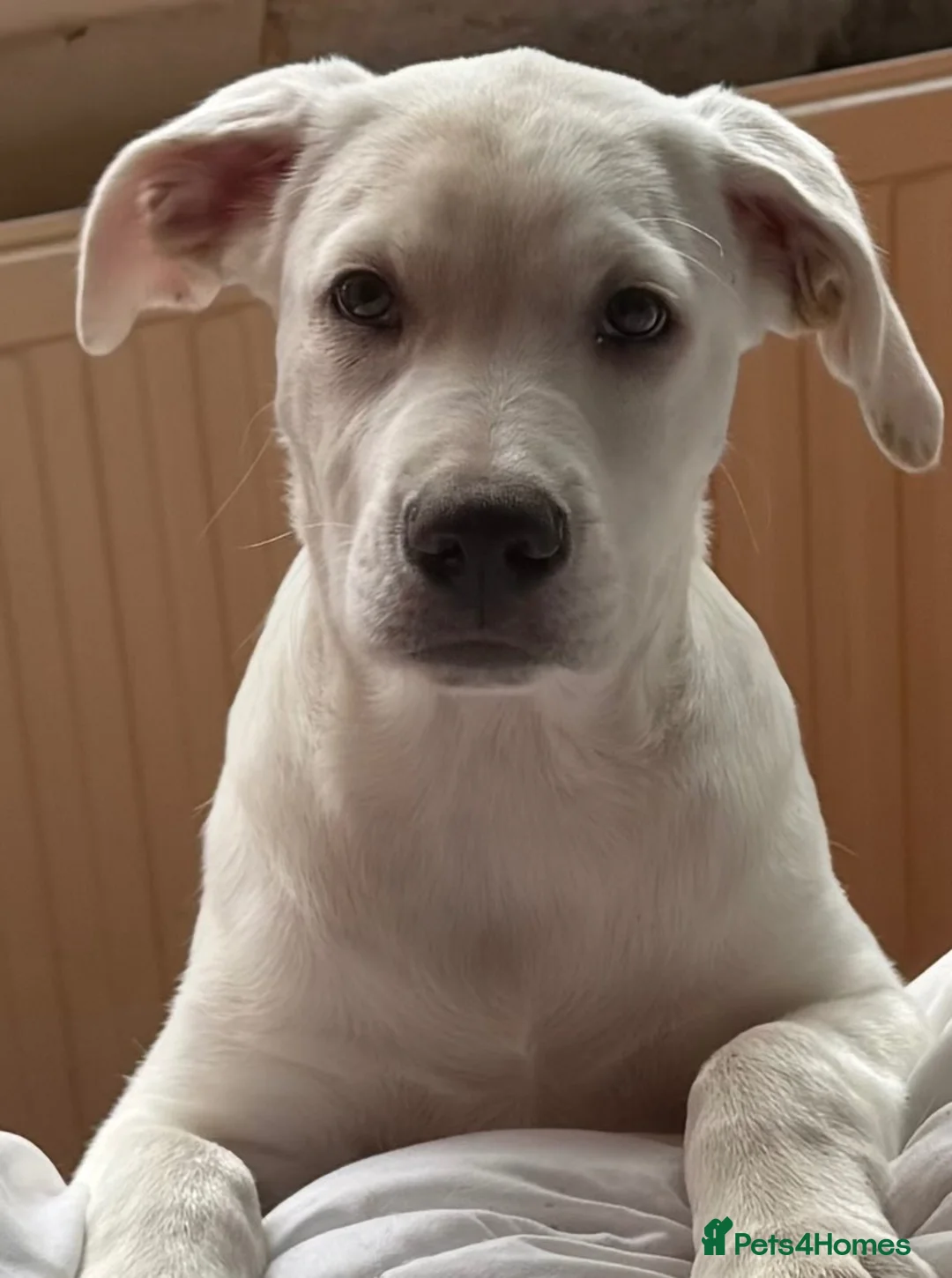 Mixed Breed dogs for sale: Labrador/Staffy 7 months old in Blackpool - Advert 1
