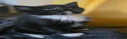 Mixed Breed cats for sale: 3 kittens mixed breed - Advert 3