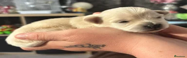 Jack Chi Puppy 3