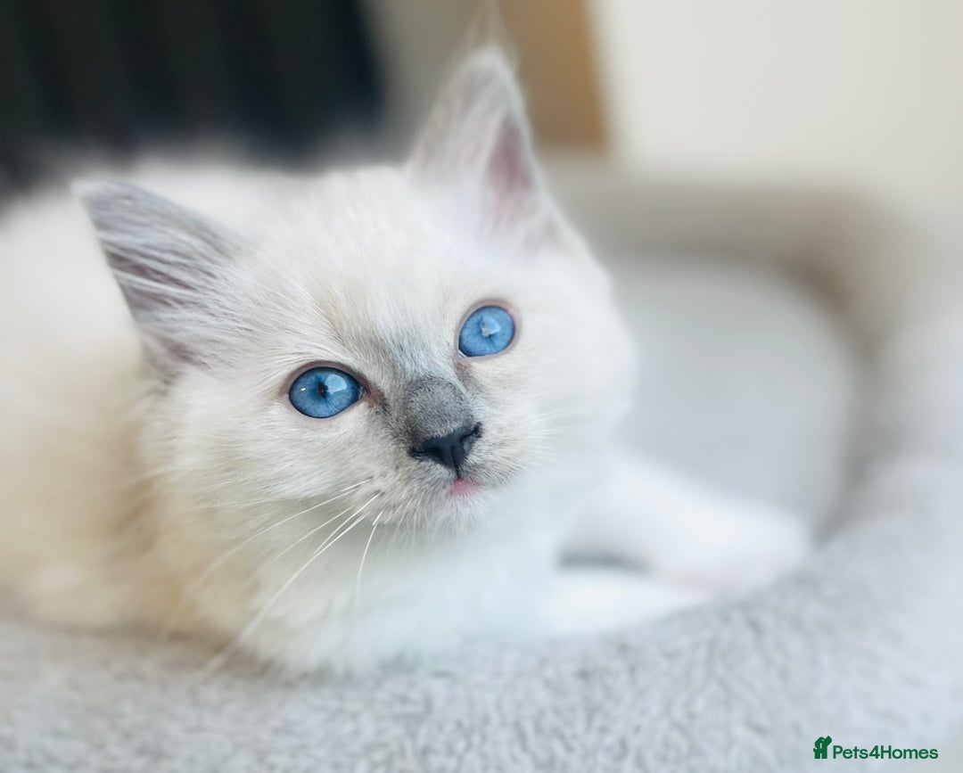 Ragdoll cats for sale: 💙🏆 1 x Beautiful Blue Ragdoll Boy Remaining 💙🏆 in Colwyn Bay - Image 11