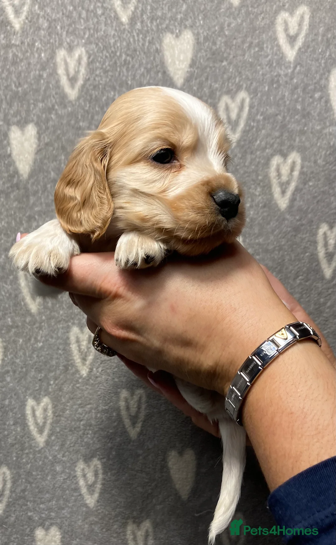 Cocker Spaniel dogs for sale: Show type cocker spaniels  - Advert 25