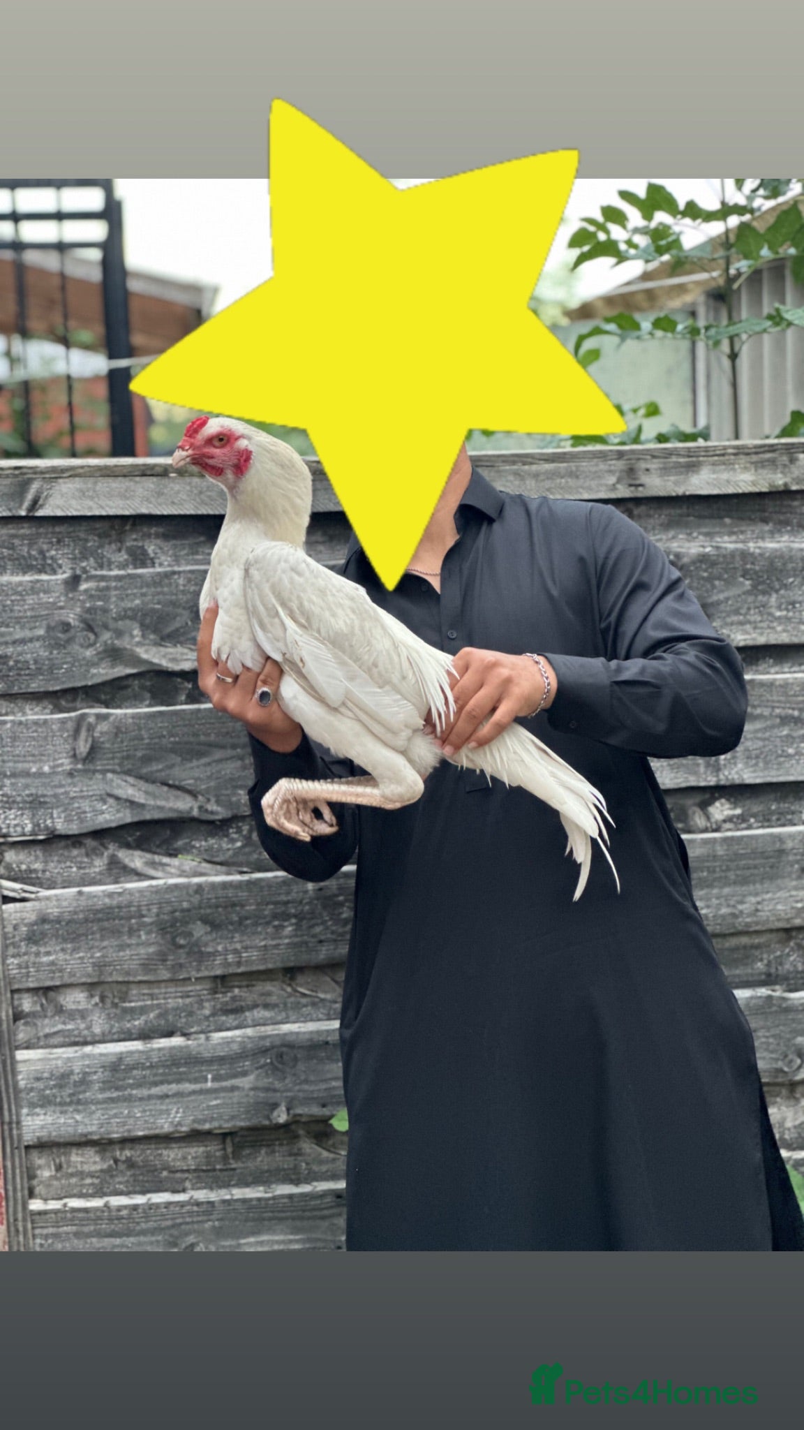 Mixed Breed poultry Aseel - Advert 1