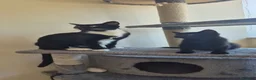 Mixed Breed cats for sale: Kittens - Advert 11