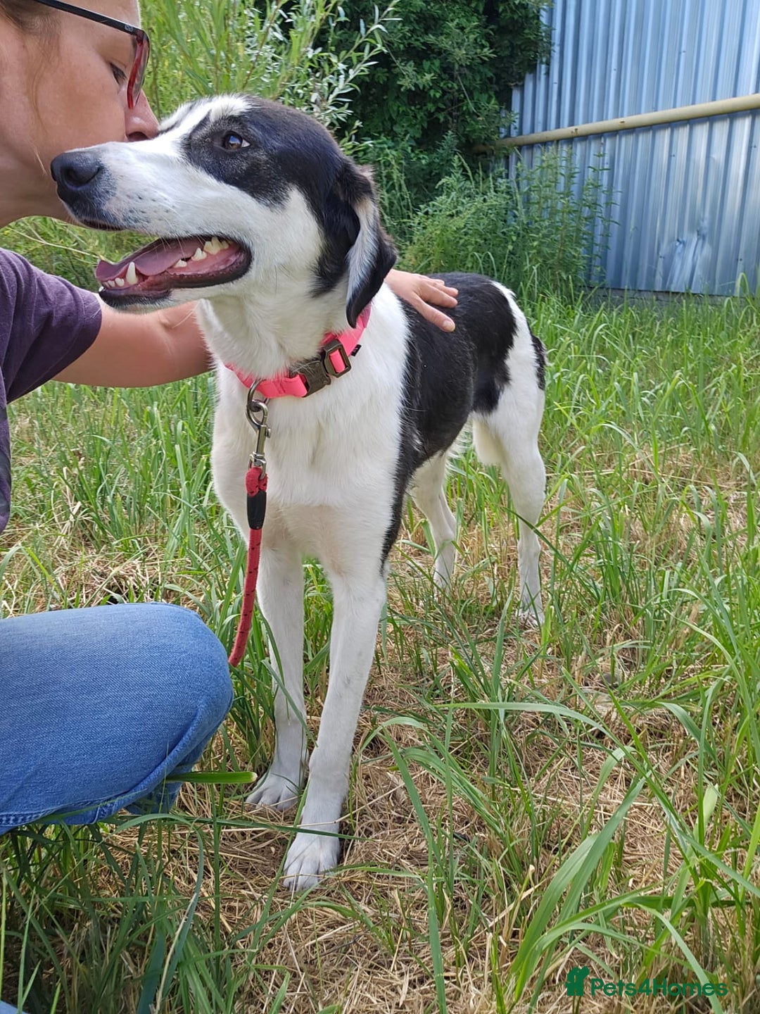 Mixed Breed dogs for adoption: OTIS - a Handsome and gentle boy for a Loving Home - Image 2