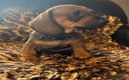 Miniature Dachshund dogs for sale: Beautiful stable dachshund girl pup - Image 3