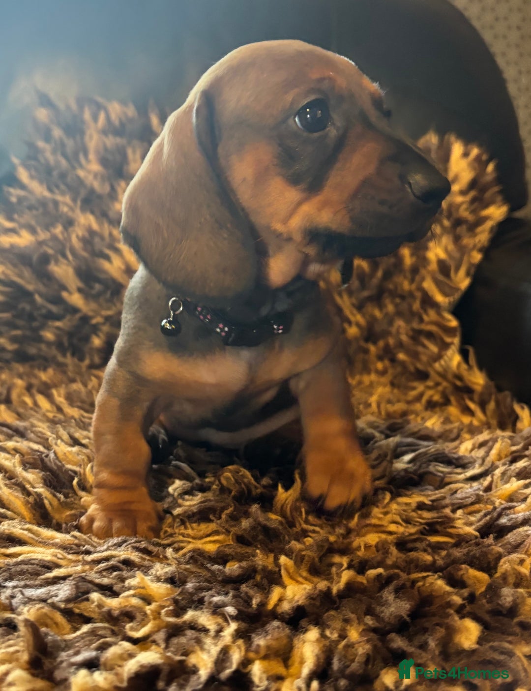 Miniature Dachshund dogs for sale: Beautiful stable dachshund girl pup - Image 3