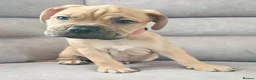 Mixed Breed dogs for sale: Mastiff Bordeaux Puppies - Advert 7