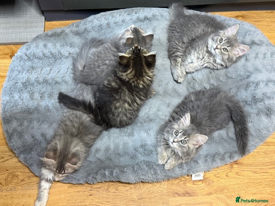 Persian cats for sale: Gorgeous Persian Cross Kittens - Image 9