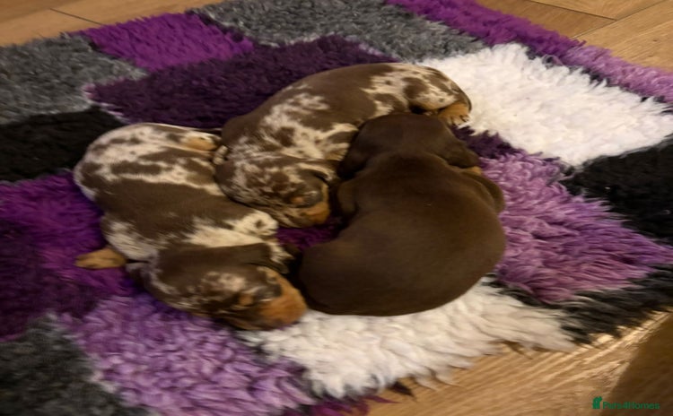 Miniature Dachshund dogs Pra clear ready now miniature dachshunds  - Advert 2