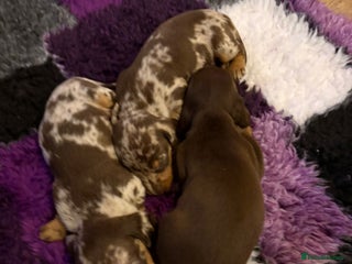 Miniature Dachshund dogs Pra clear ready now miniature dachshunds - Advert 1