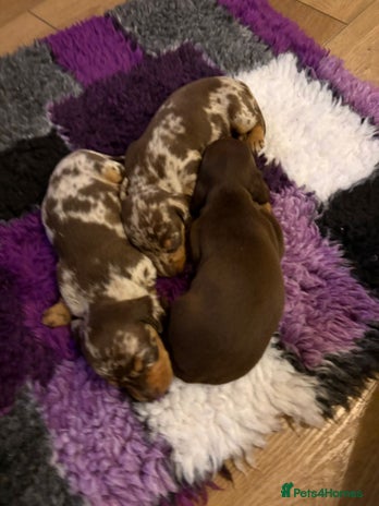 Miniature Dachshund dogs Pra clear ready now miniature dachshunds - Advert 10