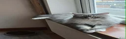 Maine Coon cats for sale: Maine coon brother and sister. - Advert 11