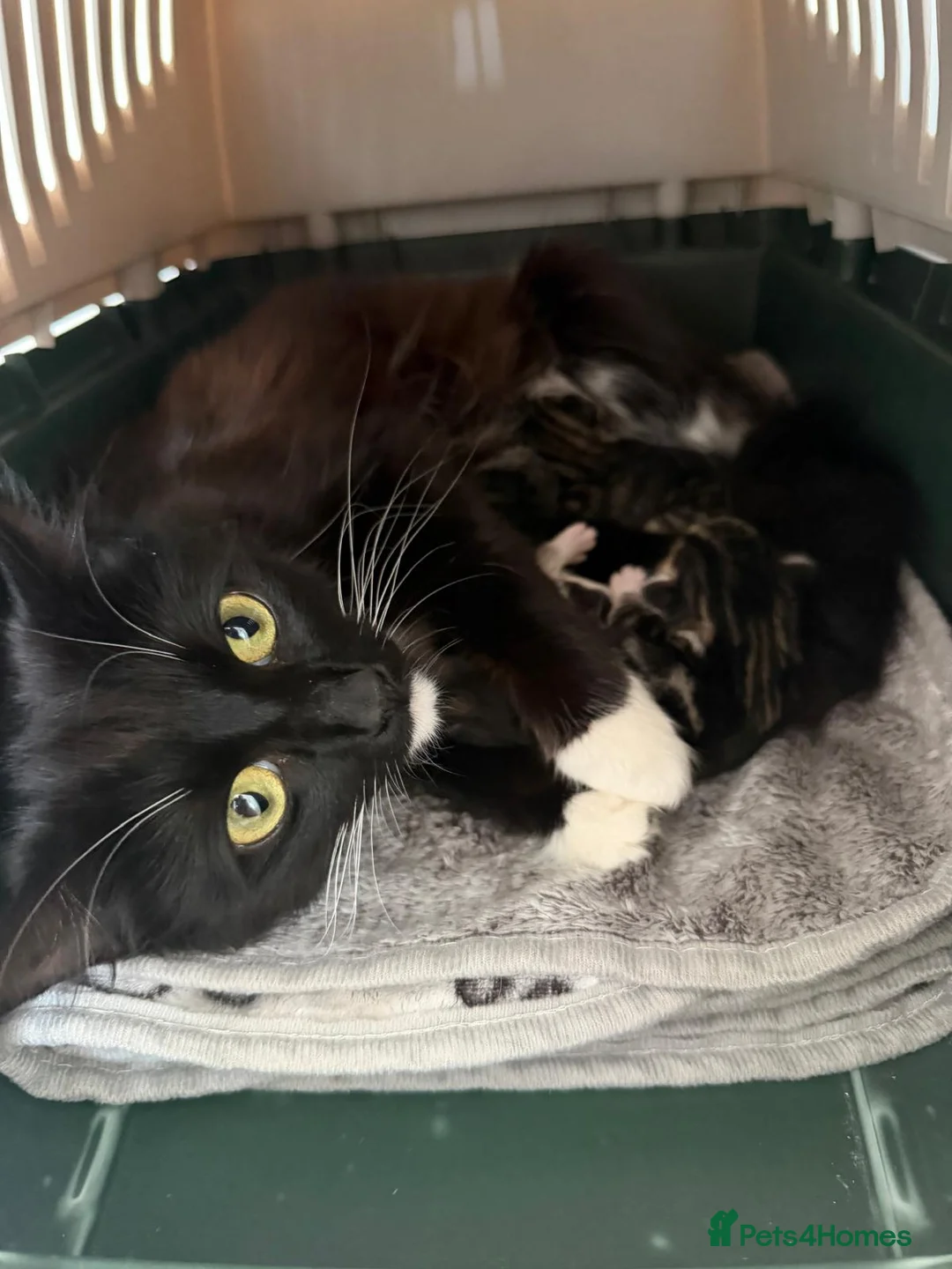 Mixed Breed cats for sale: Kittens - Advert 2