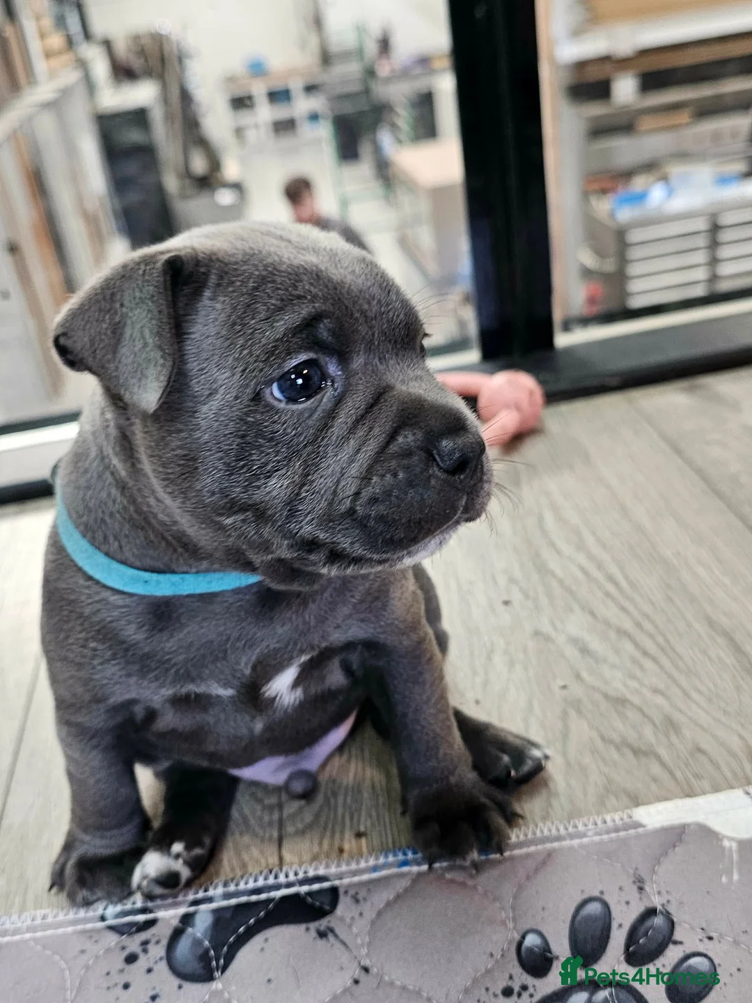 Staffordshire Bull Terrier dogs for sale: Beautiful KC Blue Staffordshire Bull Terrier Pups - Advert 31