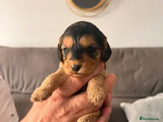 Cockapoo dogs F1 cockapoo - Advert 13