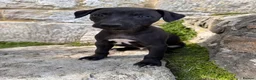 Mixed Breed dogs for sale: Black Isle Long Snoot puppies for sale  - Advert 13