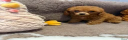 Toy Poodle dogs for sale: Beautiful KC registered Toy Poodles  - Advert 14