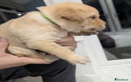 Labrador Retriever dogs for sale: Beautiful Labrador puppys  - Image 12