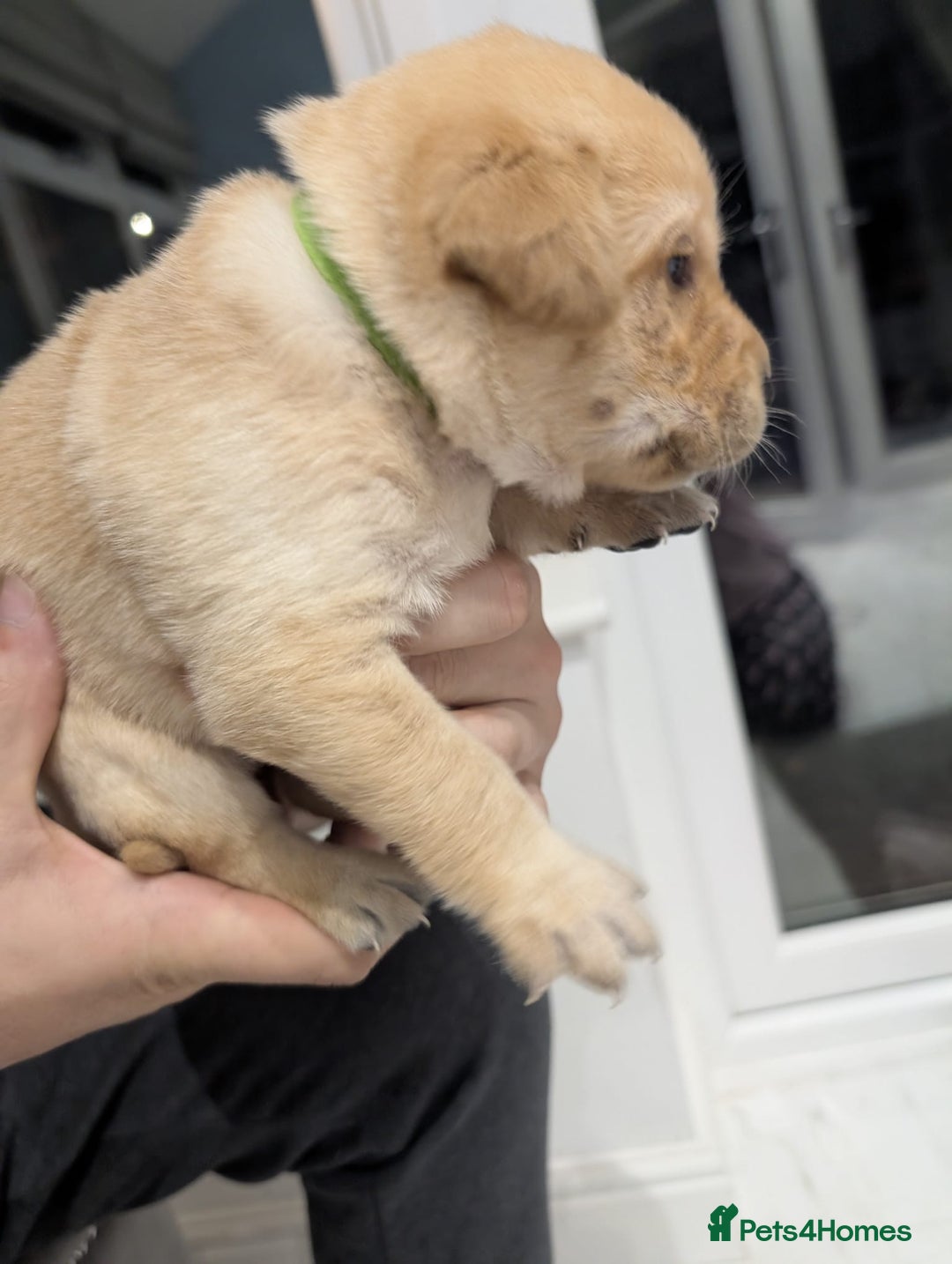 Labrador Retriever dogs for sale: Beautiful Labrador puppys  - Image 12