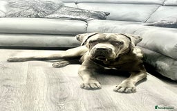 Cane Corso dogs for sale: Kylo  - Image 5